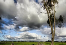 为吉拉西找替补,德天空:多特曾想引进克罗地亚前锋茨尔纳茨.